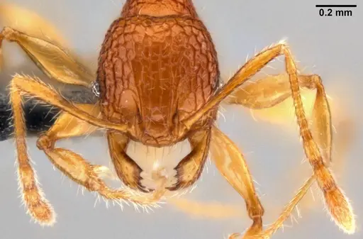 Pheidole angulicollis - CASENT0282600