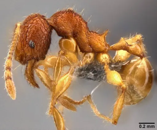 Pheidole angulicollis - CASENT0282600
