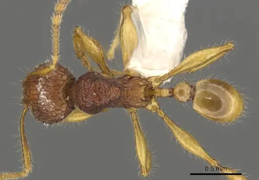 Pheidole angulicollis - CASENT0901622