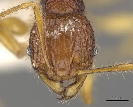 Pheidole angulicollis - CASENT0901622