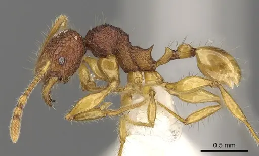 Pheidole angulicollis - CASENT0901622