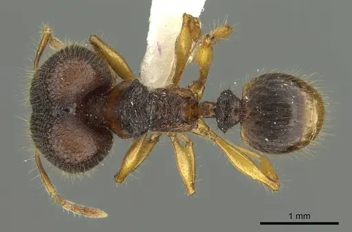 Pheidole angulicollis - CASENT0901623