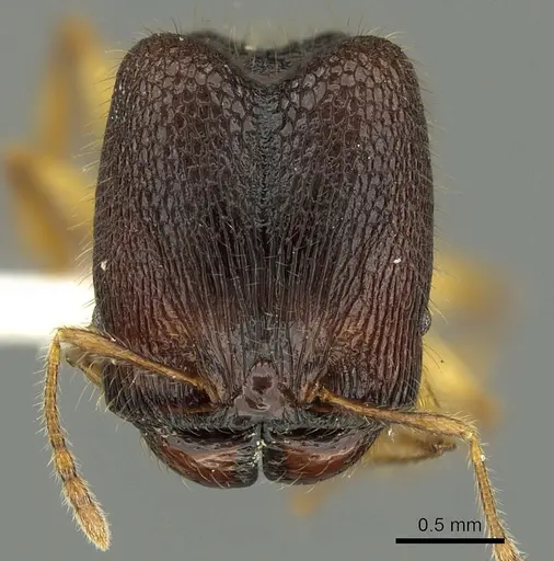 Pheidole angulicollis - CASENT0901623