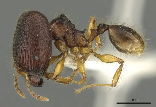 Pheidole angulicollis - CASENT0901623