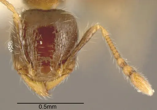 Pheidole angulifera specimen