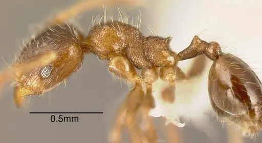 Pheidole angulifera specimen