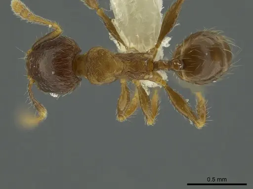 Pheidole angulifera - CASENT0625430