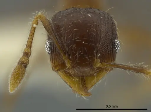 Pheidole angulifera - CASENT0625430