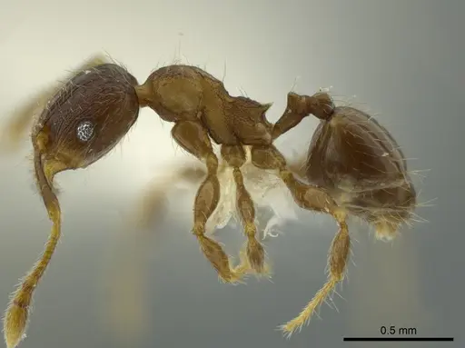 Pheidole angulifera - CASENT0625430