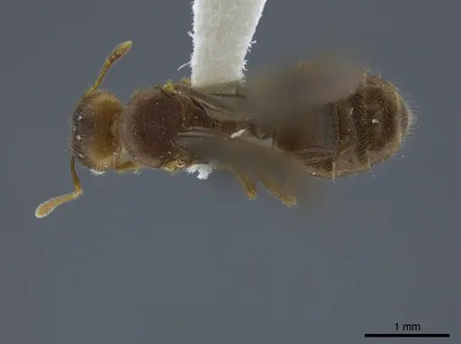 Pheidole angulifera - CASENT0625431