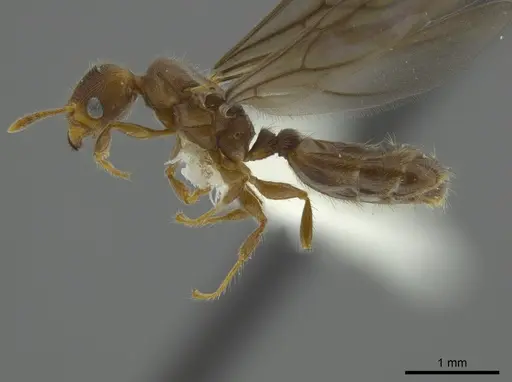 Pheidole angulifera - CASENT0625431