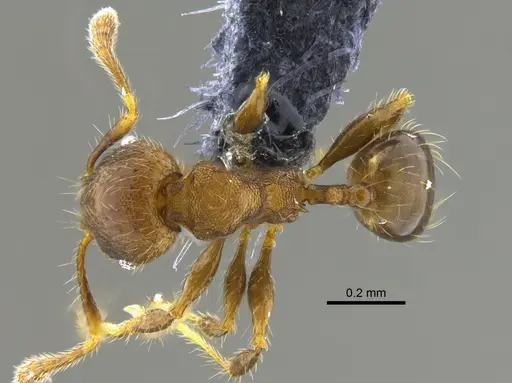 Pheidole angulifera - CBUMAGENT42037