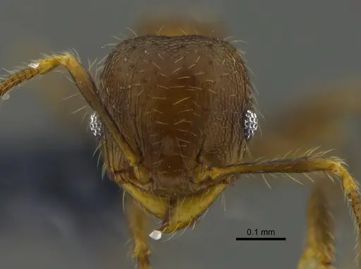 Pheidole angulifera - CBUMAGENT42037