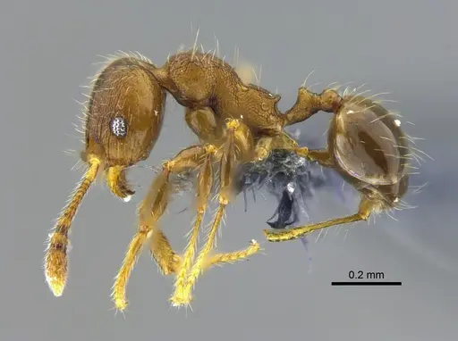 Pheidole angulifera - CBUMAGENT42037