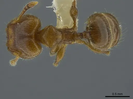 Pheidole angulifera - INBIOCRI001281571