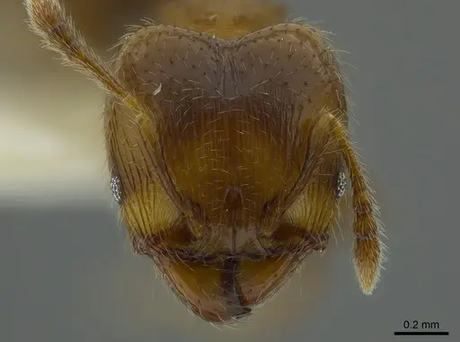 Pheidole angulifera - INBIOCRI001281571