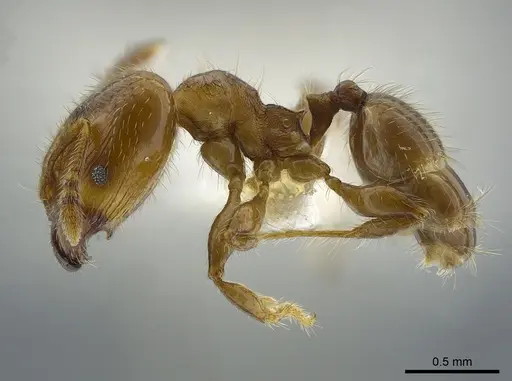 Pheidole angulifera - INBIOCRI001281571