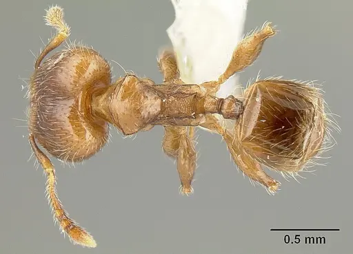 Pheidole angulifera - INBIOCRI001281572