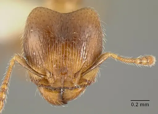 Pheidole angulifera - INBIOCRI001281572