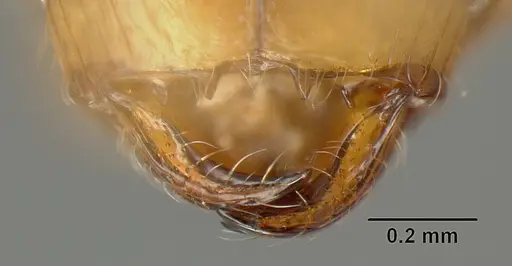 Pheidole angulifera - INBIOCRI001281572