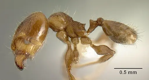 Pheidole angulifera - INBIOCRI001281572