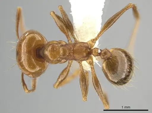 Pheidole angusta specimen