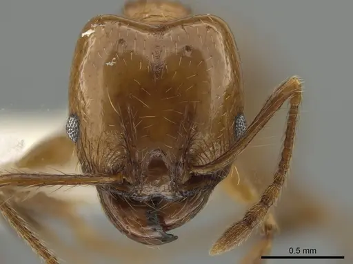 Pheidole angusta specimen