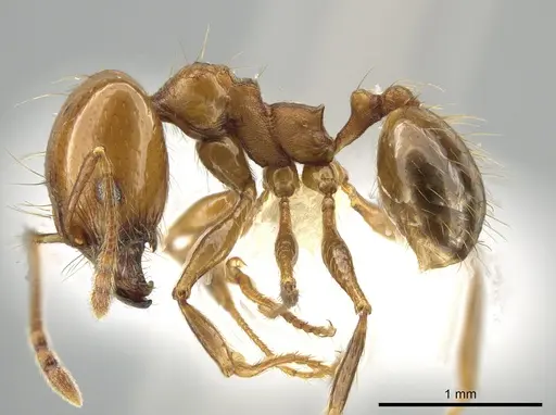 Pheidole angusta specimen