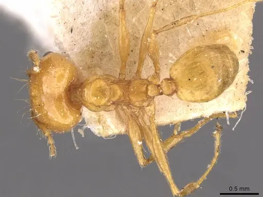 Pheidole angusta - CASENT0908214