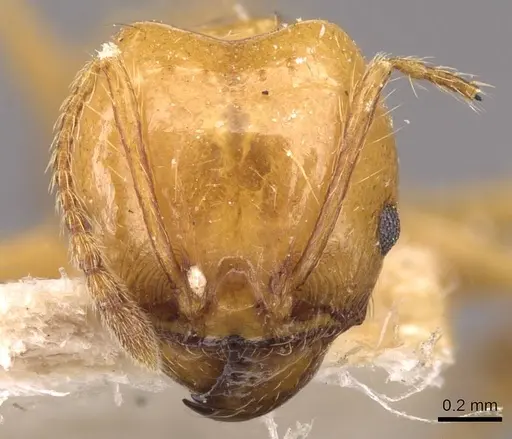 Pheidole angusta - CASENT0908214