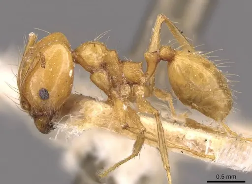 Pheidole angusta - CASENT0908214