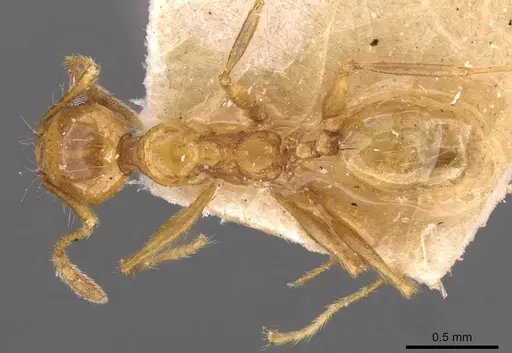 Pheidole angusta - CASENT0908215