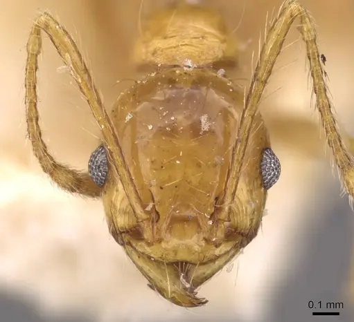 Pheidole angusta - CASENT0908215