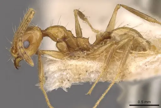 Pheidole angusta - CASENT0908215