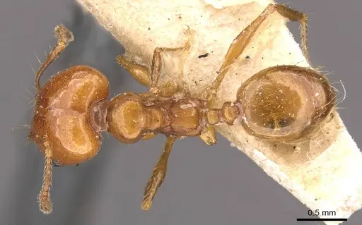 Pheidole angusta - CASENT0908216