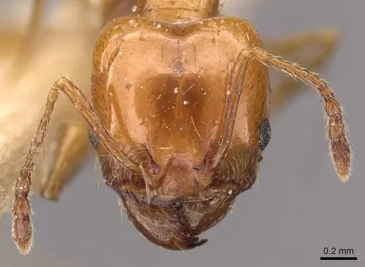 Pheidole angusta - CASENT0908216