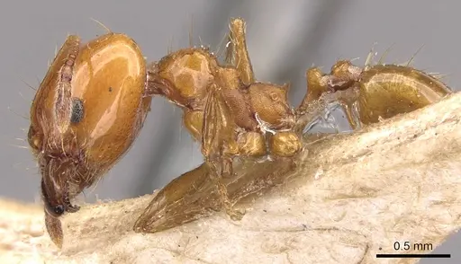 Pheidole angusta - CASENT0908216