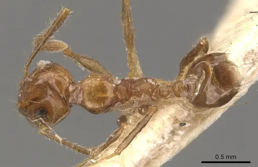 Pheidole angusta - CASENT0908217