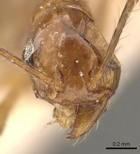 Pheidole angusta - CASENT0908217