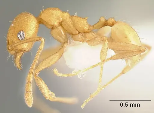 Pheidole angusticeps specimen