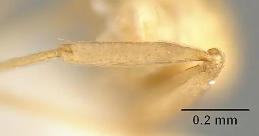 Pheidole angusticeps - CASENT0610101