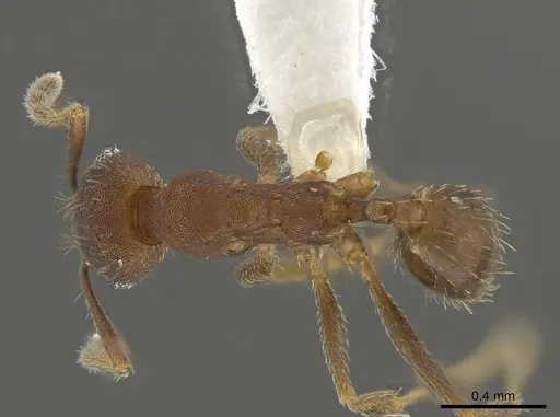 Pheidole angusticeps - CASENT0612245