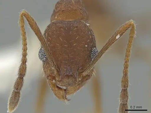 Pheidole angusticeps - CASENT0612245