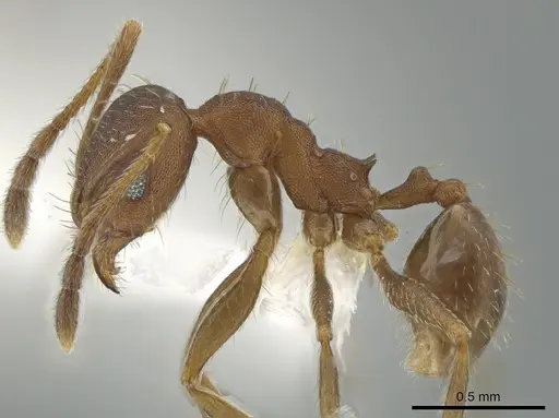 Pheidole angusticeps - CASENT0612245