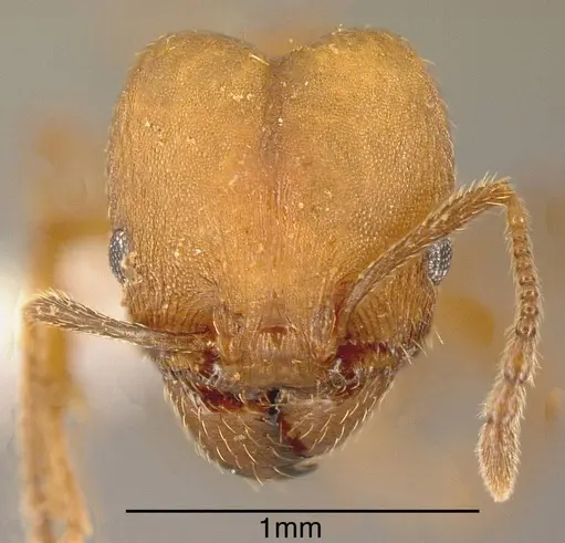 Pheidole angusticeps - JTLC000003293