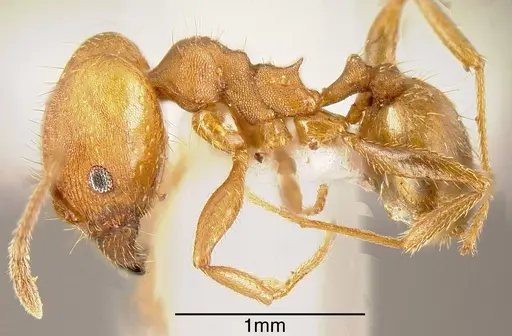 Pheidole angusticeps - JTLC000003293