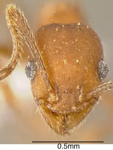 Pheidole angusticeps - JTLC000003294