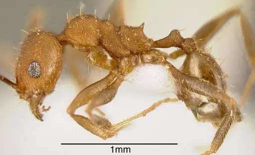 Pheidole angusticeps - JTLC000003294