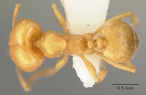 Pheidole angusticeps - JTLC000016320