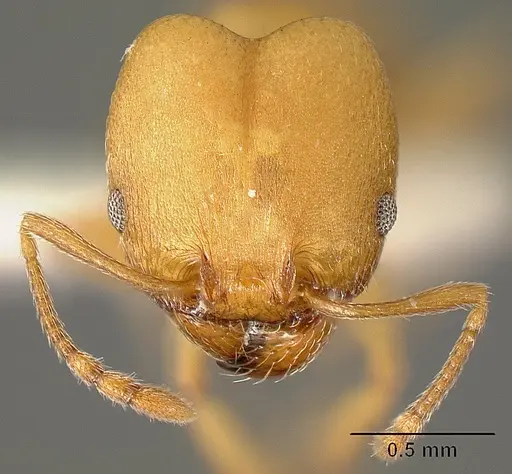 Pheidole angusticeps - JTLC000016320